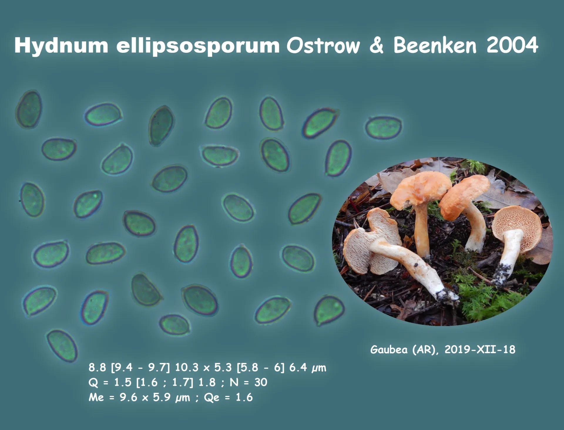 Microscopía de Hydnum ellipsosporum